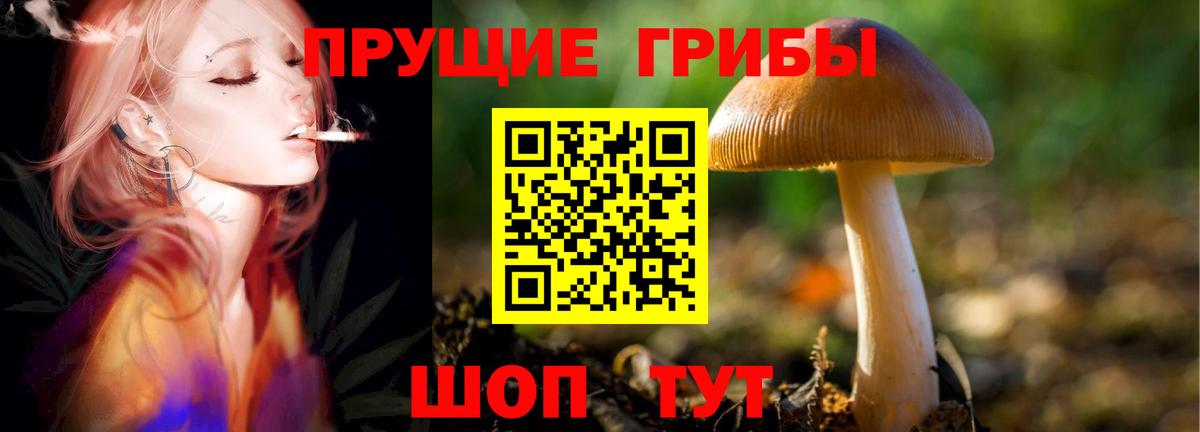 Псилоцибиновые грибы Cubensis Семёнов